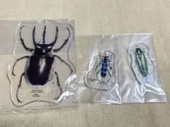 2026年最新】タマムシ 標本の人気アイテム - メルカリ