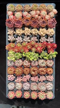 紅*ぺ様 F0004　12種類セット　72苗　土根付き　エケベリア　韓国苗