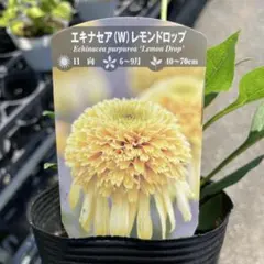 エキナセア レモンドロップ　＊同梱推奨商品のサムネイル