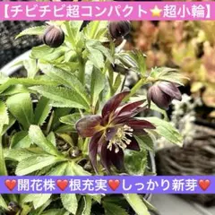 オ*ン様 ❤️開花株❤️根充実❤️しっかり新芽❤️977 【チビチビ超コンパクト