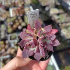 yoshiyume様 リクエスト 2点 まとめ商品