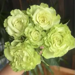 バラ苗(入手困難切り花種) 激レア種 - メルカリ