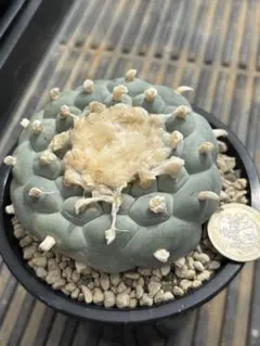短刺天平丸　狂刺タイプ　spicygem 実生　ギムノカリキウム　検）黒王丸 短刺天平丸 狂刺タイプ spicygem 実生 ギムノカリキウム 検）黒王丸
