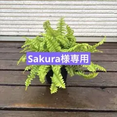 ネフロレピス ボストンファーン シダ - メルカリ