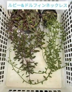 3種ネックレス カット苗 ドルフィン/ルビー/バナナネックレス詰め合わせ 現品a 多肉植物 バナナ/ルビー/ドルフィンネックレス 3種カット苗