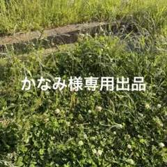 かなみ様専用出品のサムネイル