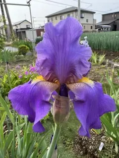 ジャーマンアイリス　ウスムラサキ　1芽　①のサムネイル