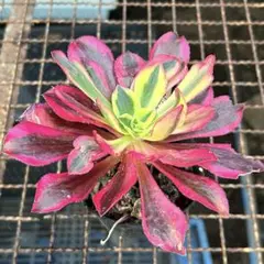 人魚様 リクエスト 5点 まとめ商品