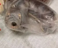 シルバー