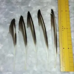 野鳥の羽根チュウシャクシギ　レア！