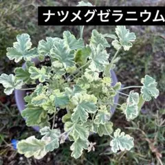 観葉植物　ナツメグゼラニウムのサムネイル