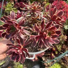 ピンク魔女法師錦 アエオニウム 多肉植物 多肉植物。ピンクの魔女。法師錦抜き苗（4年株） 女妖 土付き発送 大きめ アエオニウム