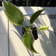 ギボウシ ホスタ 水戸の華 抜き苗① - メルカリ