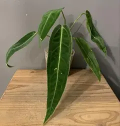 2025年最新】レアアンスリウムの人気アイテム - メルカリ