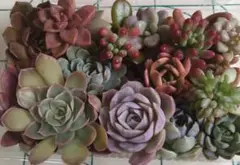 多肉弁当★エケベリア他ちょい大きめずっしりセット