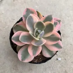 多肉植物 ローラ錦 カット苗 - メルカリ