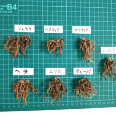 ラナンキュラス　ラックス　球根 6球 ＋おまけ1球のサムネイル
