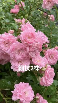 ザフェアリー　四季咲き・バラ薔薇・挿木苗　2株⑥のサムネイル