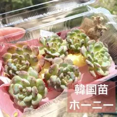 2026年最新】多肉植物 韓国苗 セットの人気アイテム - メルカリ