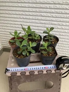 多肉植物　花月　セットのサムネイル