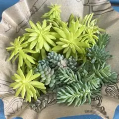 多肉植物　ミモザ　マジョール　パリダム　カット苗詰め合わせ