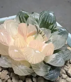 多肉植物　ハオルチア　白水蓮オブツーサ錦　大窓　親株　子株付き　超美品のサムネイル