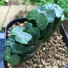 Top【選抜株】多肉植物　13194海蛍ウミホタル　10個　鉢無し/脱土 Top【選抜株】多肉植物 13194海蛍ウミホタル 10個 鉢無し/脱土 - メルカリ