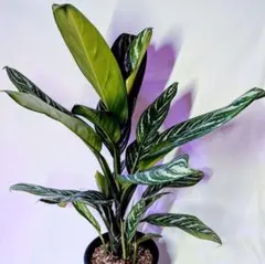 アグラオネマカーティシー アグラオネマ カーティシー 4号 | Green Shop MITSUBACHI