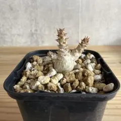 2026年最新】パキポディウム ウィンゾリーの人気アイテム - メルカリ