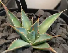 かおり@プロフ確認願様 リクエスト 2点 まとめ商品