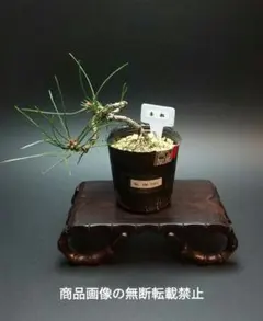 2026年最新】赤松 盆栽の人気アイテム - メルカリ