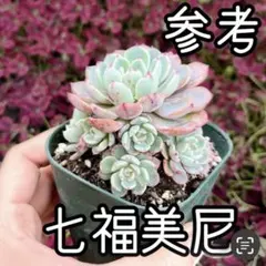 多肉植物 七福美尼 画像2枚目の手前の子株4カットのサムネイル