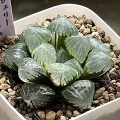 ハオルチア 白蛇伝 葉挿し 発根済み - メルカリ