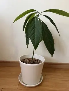 아보카도 30-40cm