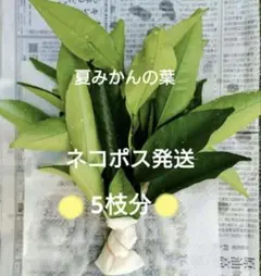 アゲハのごはん　夏みかんの葉　５枝分　ネコポス発送　即日発送可(午後3時迄受付)のサムネイル