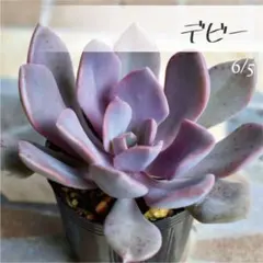 多肉植物【デビー】エケベリア 大株 ポットごと or 抜き苗 6㎝ポットのサムネイル