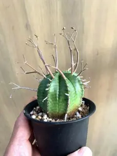 2026年最新】スーパーバリダの人気アイテム - メルカリ