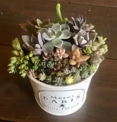 そのまま飾れます❤️ カラフル　紅葉　多肉植物　寄せ植え　育て方メモつき