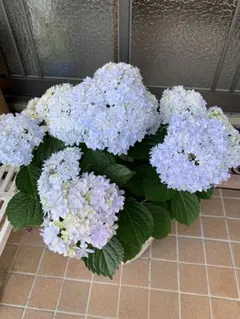 紫陽花⭐️ブルーセット⭐️3鉢⭐️マーブルソーダ⭐️ふるふる⭐️シーサイド 紫陽花⭐️ブルーセット⭐️3鉢⭐️マーブルソーダ⭐️ふるふる