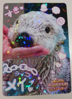 鳥羽水族館　コレクションカード　メイ　45 レア　ニコイチ　美品 鳥羽水族館 コレクションカード ラッコ メイ レア ニコイチカード