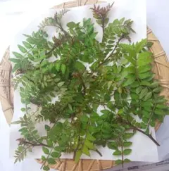 無農薬 山椒の葉 山椒 木の芽 100枚 - メルカリ