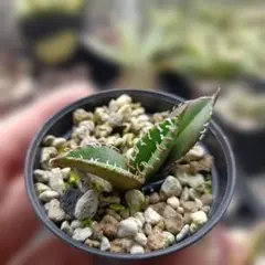 アガベ GODZILLA Agave Titanota 