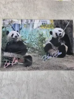 松坂屋 ハッピーパンダフルディズ 5枚セット ハッピーパンダフルデイズ【松坂屋上野店】