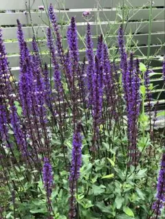 Salvia divinorum サルビアディビノラム 7 - メルカリ