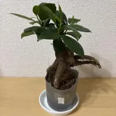 ガジュマル②