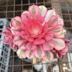 ☆塩原花園☆イズミチオリ改良☆6号鉢☆ピンク☆4月末〜発送☆ ☆塩原花園☆イズミチオリ改良☆6号鉢☆ピンク☆4月末〜発送☆購入希望