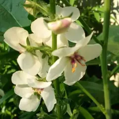 [♥花の種♡宿根草♡バーバスカム種50粒以上♡イングリッシュガーデンに最適です]