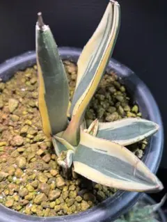 2025年最新】グレートホワイトシャーク アガベの人気アイテム - メルカリ