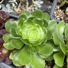 翡翠瑠璃 群生 大苗 アエオニウム 多肉植物 - メルカリ