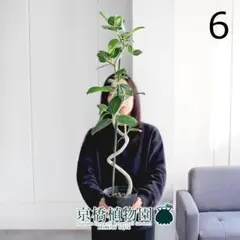 【現物発送】2026運気上昇☆コンパクトなのに樹形太さ◎フィカス・ベンガレンシス 2026年最新】ベンガレンシスの人気アイテム - メルカリ